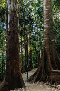 Trees in forest