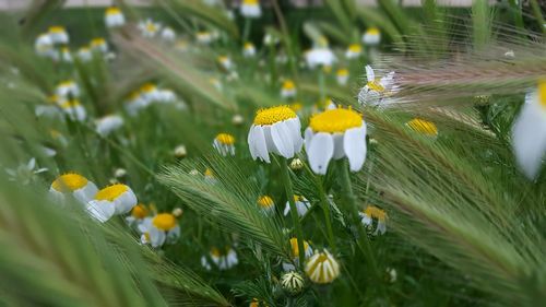 Close-up of yellow flowers blooming in field