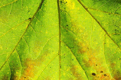 Full frame shot of maple leaves