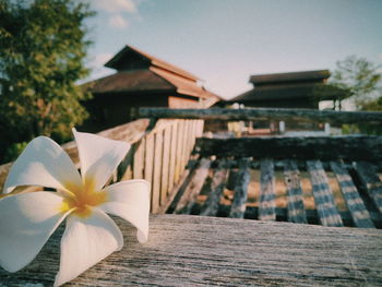 Close-up of white flowering plants against wood