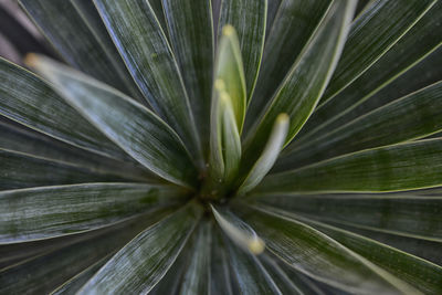 Close-up of plant