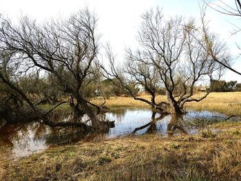 Bare tree by lake against sky