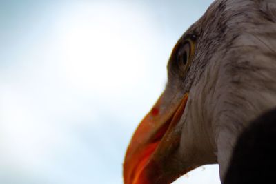 Close-up of bald eagle against sky