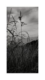 Close-up of grass against sky