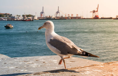 Seagull perching on a pier