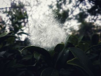 Close-up of feather on land