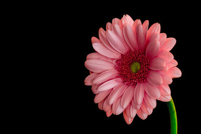 Close-up of pink flower against black background