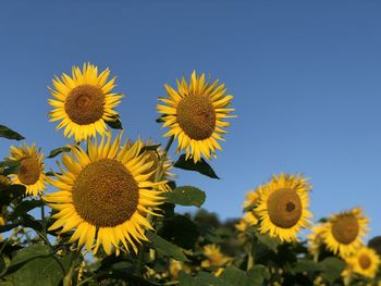 Close-up of sunflowers on field against clear sky