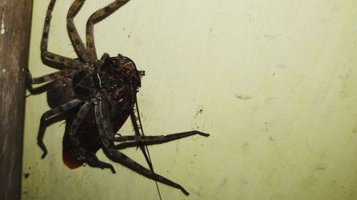 Close-up of spider on wall