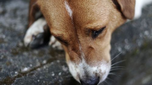 Close-up portrait of dog