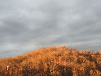 Scenic view of trees against sky during autumn