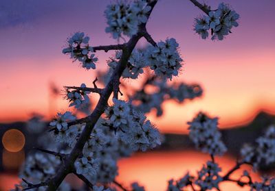 Close-up of cherry blossom tree during sunset