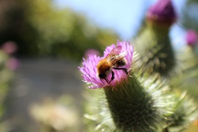 Close-up of bee on pink flower