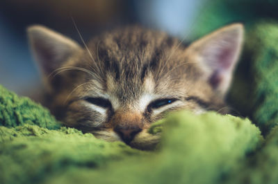 Close-up of cute kitten resting on green blanket