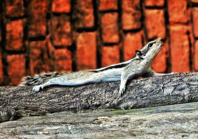 Close-up of lizard on branch