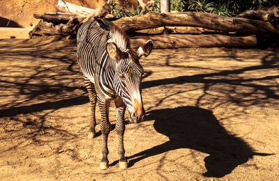 View of zebra