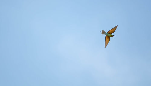 Low angle view of bird flying against clear blue sky