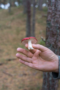 Close-up of hand holding mushroom