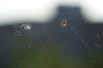 Close-up of spider and web against blurred background