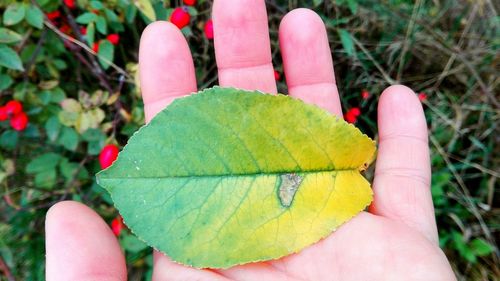 Close-up of hand holding flower