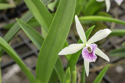 Close-up of purple flowering plant