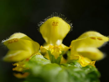 Close-up of yellow flower blooming outdoors