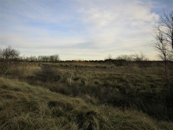 Scenic view of field against sky