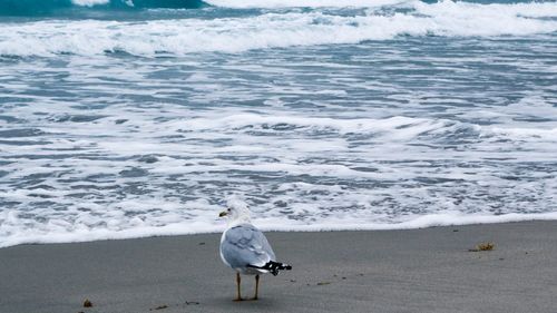 Seagull on beach