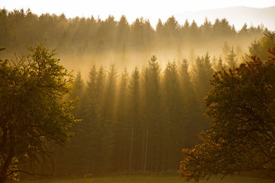 Trees in forest against sky