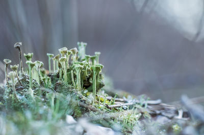 Beautiful closeup of moss growing on the forest floor in spring. small natural scenery in woodlands