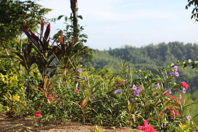 Flowering plants on field against sky