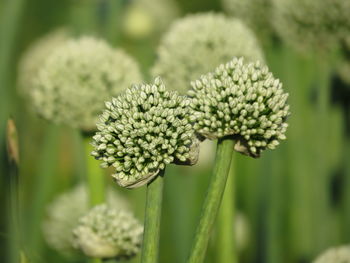 Close-up of flowering plant on field