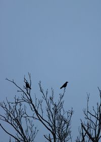 Low angle view of bird perching on tree against clear sky