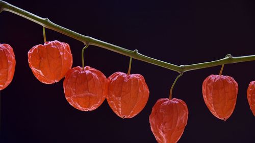 Close-up of fruits hanging against black background