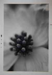 Close-up of flowers against blurred background