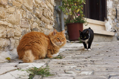 Cats in alley