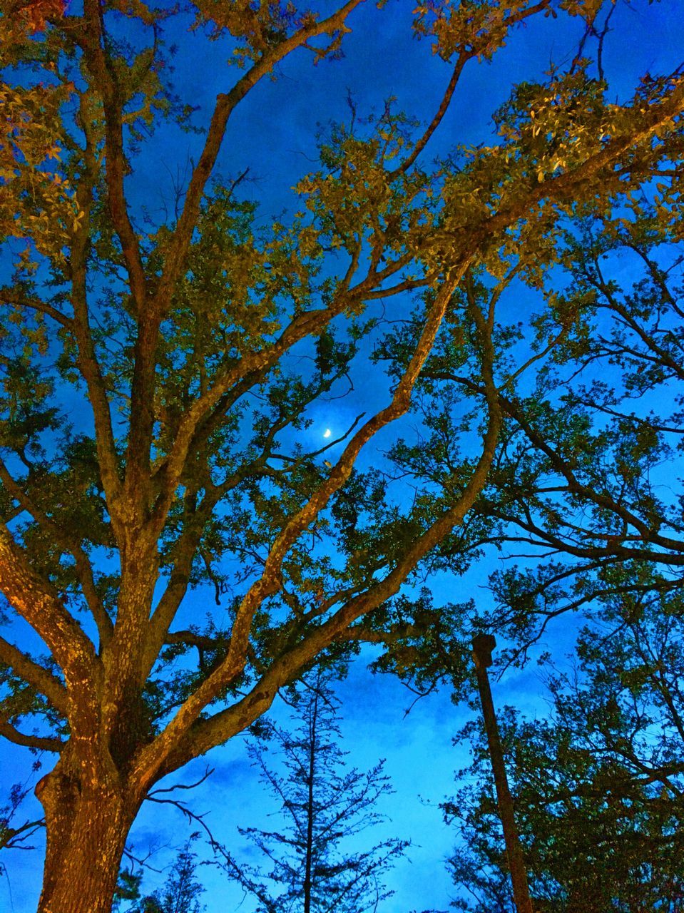 LOW ANGLE VIEW OF TREES AGAINST SKY