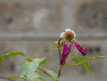 Close-up of fresh flower