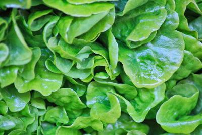 Full frame shot of vegetables