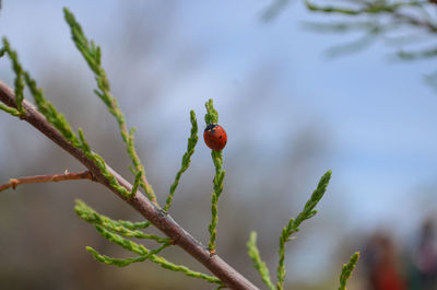 Close-up of flower growing on tree