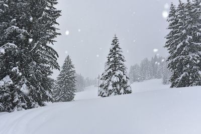 Pine trees on snow covered land against sky