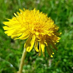 Close-up of yellow flower blooming in field