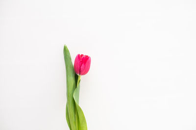 Close-up of flower over white background