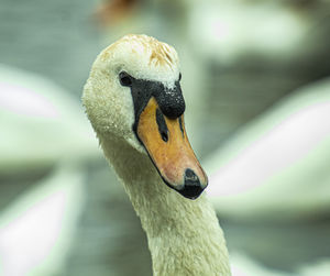 Close-up of a swan