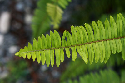 Close-up of fern leaves