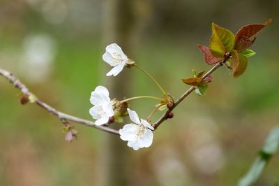 Close-up of cherry blossom on twig