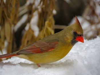 Close-up of bird perching on snow