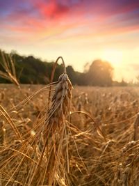 Close-up of stalks in field against sunset sky