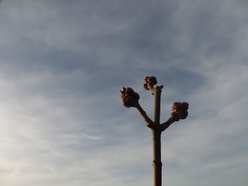 Low angle view of flowering plant against sky