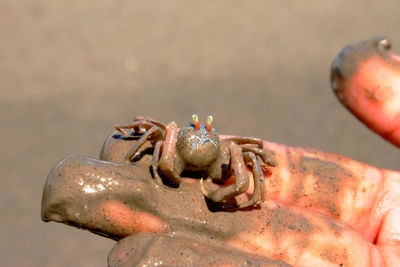 Close-up of crab on sand